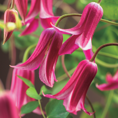 Clematis ‘Princess Diana’ - bosrank