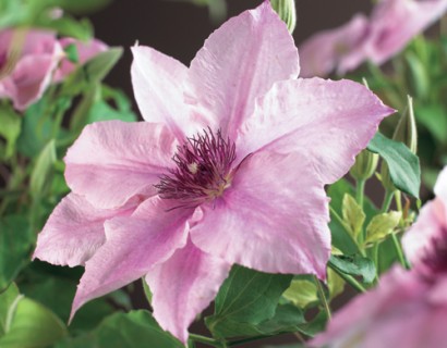 Clematis ‘Pink Fantasy’ - bosrank