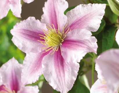 Clematis ‘Piilu’ - bosrank