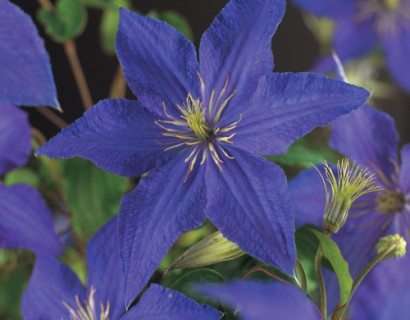 Clematis ‘Rhapsody’ - bosrank