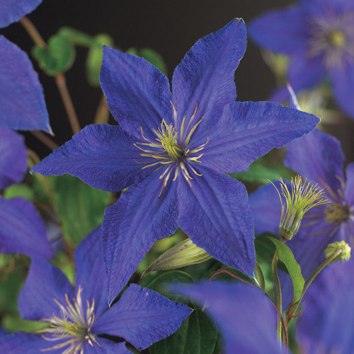 Clematis ‘Rhapsody’ - bosrank