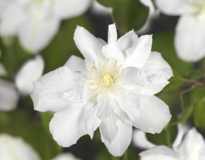 Clematis ‘Sylvia Denny’ - bosrank