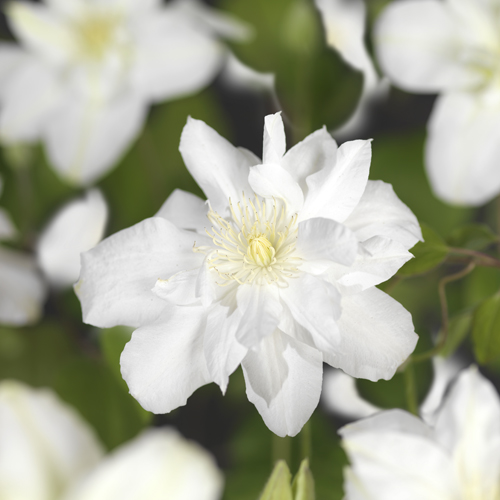 Clematis ‘Sylvia Denny’ - bosrank