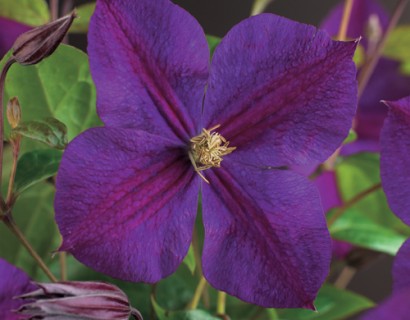 Clematis ‘Star of India’ - bosrank