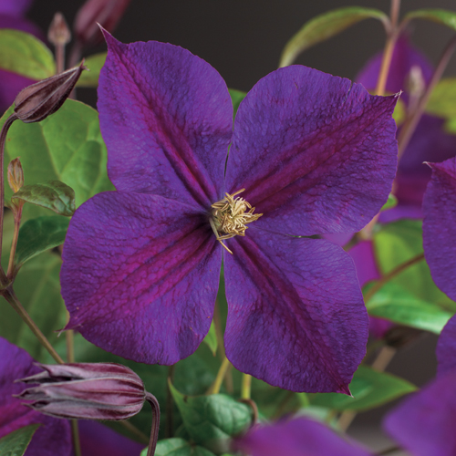 Clematis ‘Star of India’ - bosrank