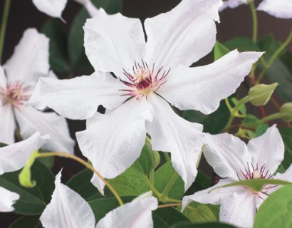 Clematis ‘Snow Queen’ - bosrank