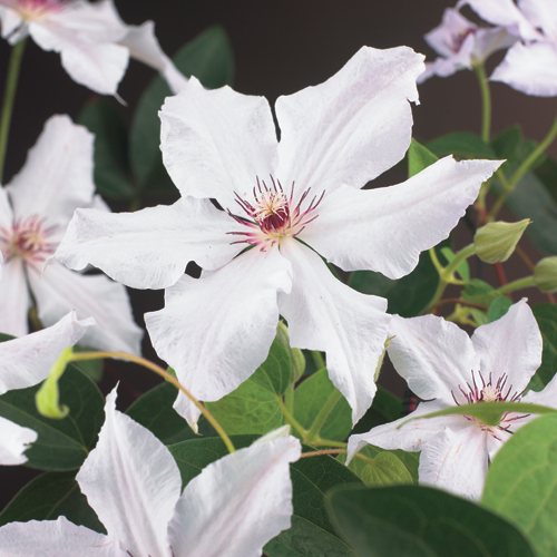 Clematis ‘Snow Queen’ - bosrank