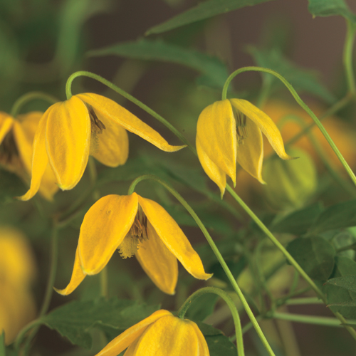 Clematis tangutica - bosrank