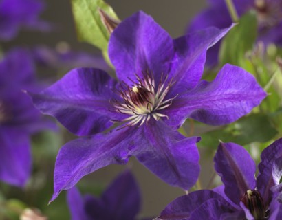 Clematis ‘The President’ - bosrank