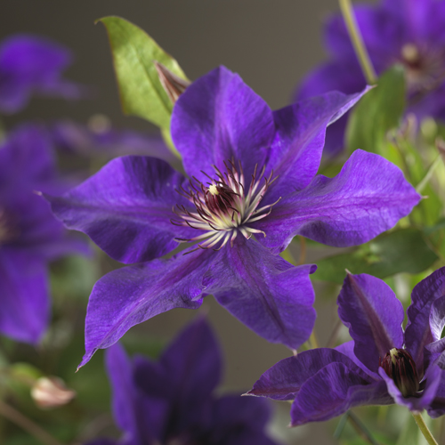 Clematis ‘The President’ - bosrank