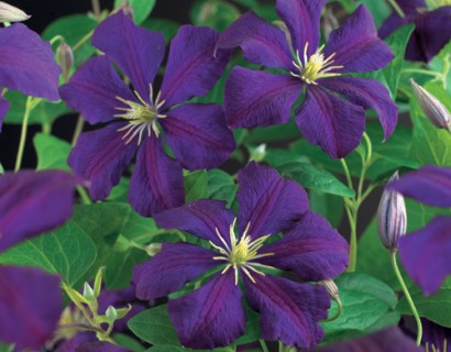 Clematis viticella ‘Etoile Violette’ - bosrank