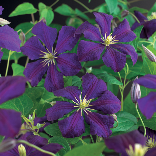 Clematis viticella ‘Etoile Violette’ - bosrank