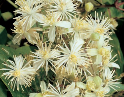 Clematis vitalba - bosrank