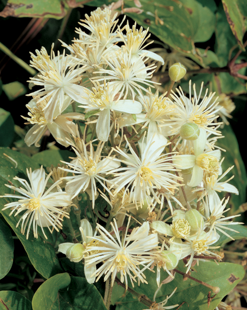 Clematis vitalba - bosrank