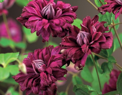 Clematis viticella ‘Purpurea Plena Elegans’ - bosrank