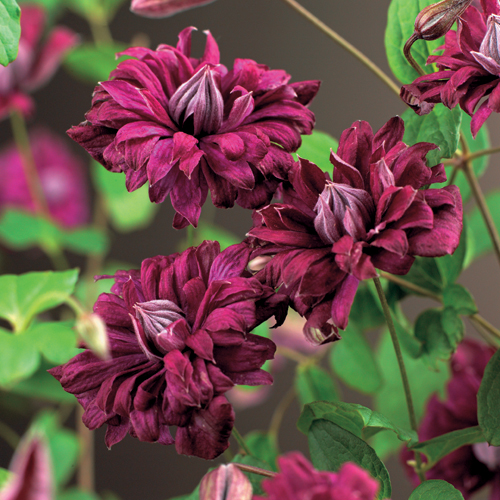 Clematis viticella ‘Purpurea Plena Elegans’ - bosrank