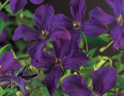 Clematis viticella ‘Polish Spirit’