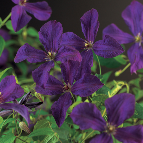 Clematis viticella ‘Polish Spirit’ - bosrank