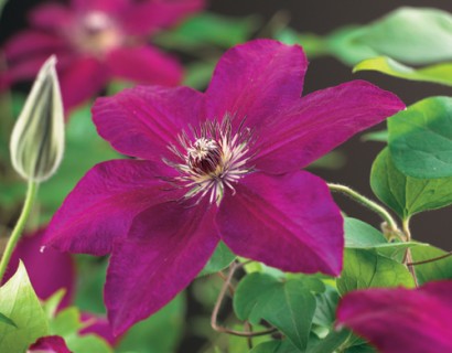 Clematis ‘Westerplatte’