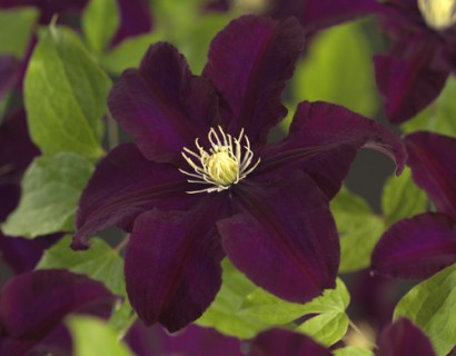 Clematis ‘Warszawska Nike’ - bosrank