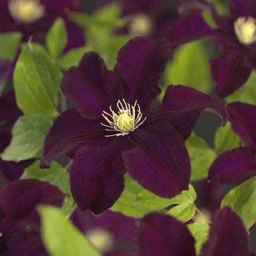 Clematis ‘Warszawska Nike’ - bosrank