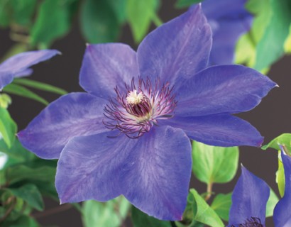 Clematis ‘Xerxes’ - bosrank