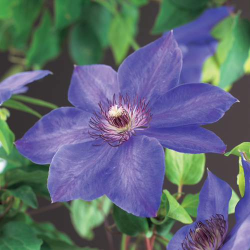 Clematis ‘Xerxes’ - bosrank