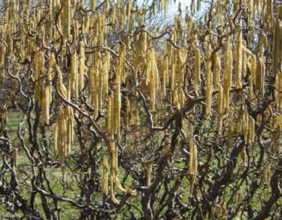 Corylus avellana ‘Contorta’ - krulhazelaar