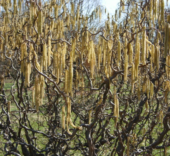 Corylus avellana ‘Contorta’ - krulhazelaar