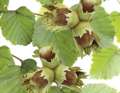 Corylus avellana ‘Cosford’