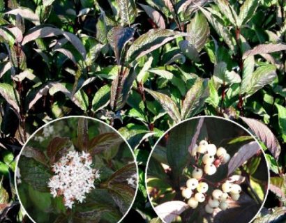 Cornus alba ‘Kesselringii’