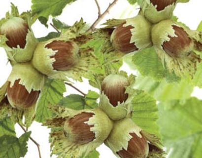 Corylus avellana ‘Webb’s Prize Cob’