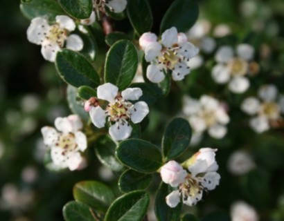 Cotoneaster suecicus ‘Coral Beauty’ - dwergmispel