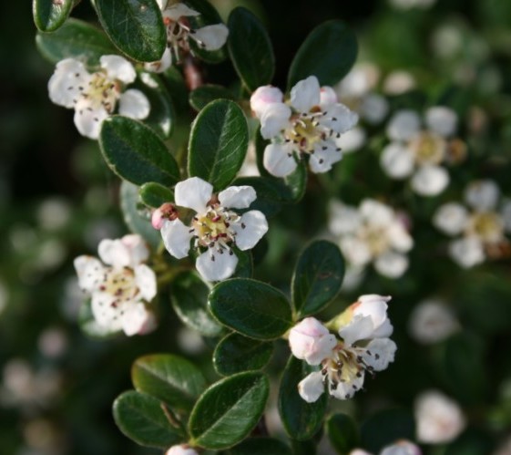 Cotoneaster suecicus ‘Coral Beauty’ - dwergmispel