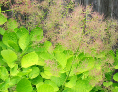 Cotinus coggygria ‘Golden Spirit’ - pruikenboom