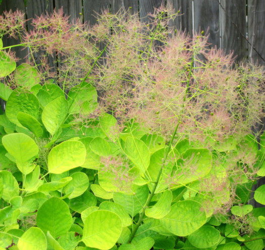 Cotinus coggygria ‘Golden Spirit’ - pruikenboom