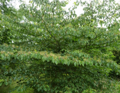 Cornus controversa meerstammig - Reuzenkornoelje