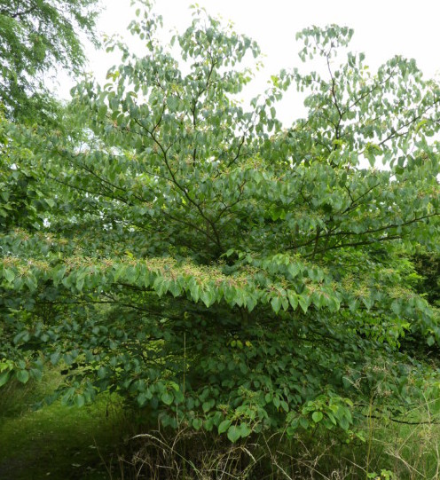 Cornus controversa meerstammig - Reuzenkornoelje