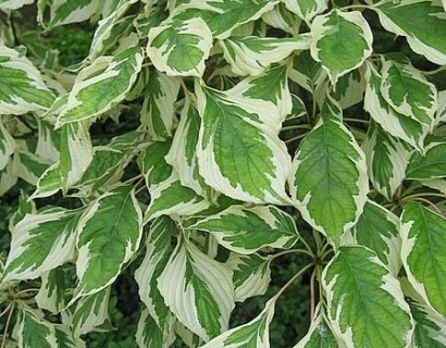 Cornus controversa ‘Variegata’ - bonte reuzenkornoelje