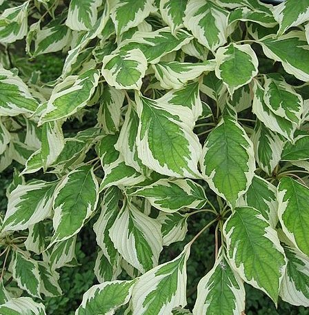 Cornus controversa ‘Variegata’ - bonte reuzenkornoelje