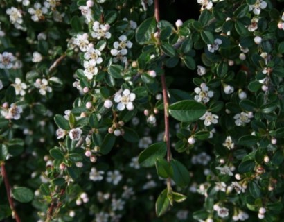 Cotoneaster dammeri ‘Major’ op stam - dwergmispel