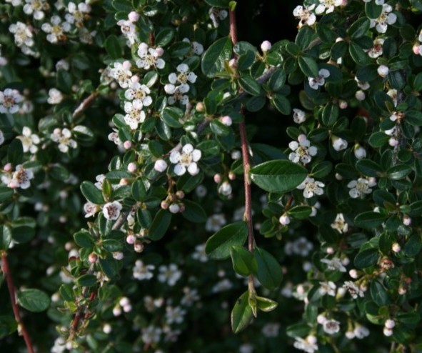 Cotoneaster dammeri ‘Major’ op stam - dwergmispel