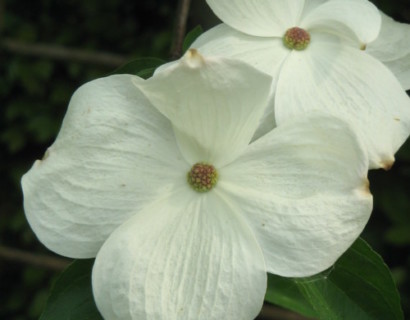 Cornus ‘Eddie’s White Wonder’