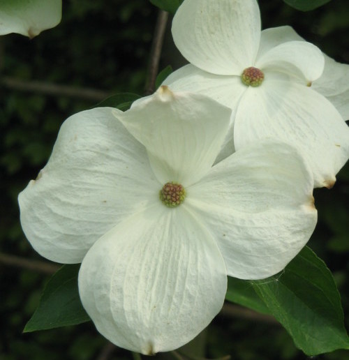 Cornus ‘Eddie’s White Wonder’ - kornoelje