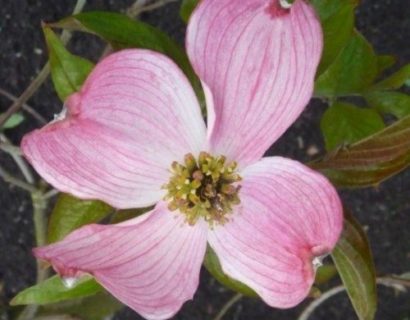 Cornus florida ‘Royal Red’ - kornoelje