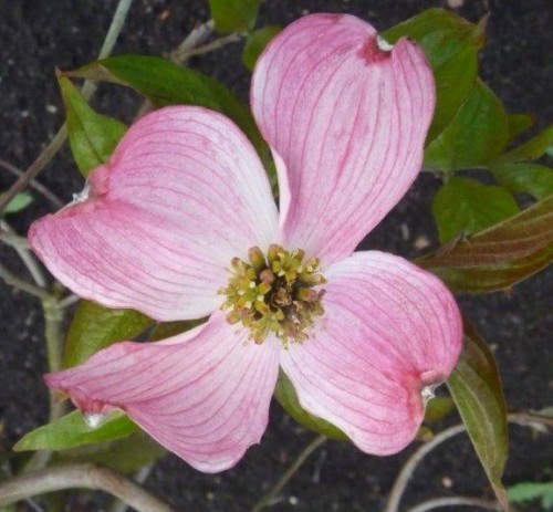 Cornus florida ‘Royal Red’ - kornoelje