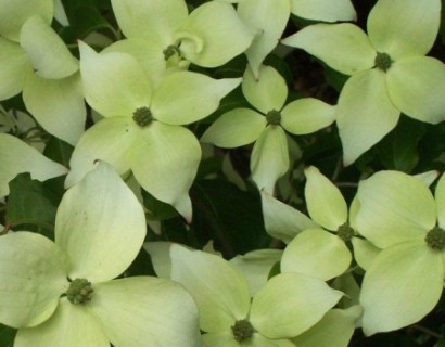 Cornus kousa ‘Milky Way’ meerstammig - Kornoelje