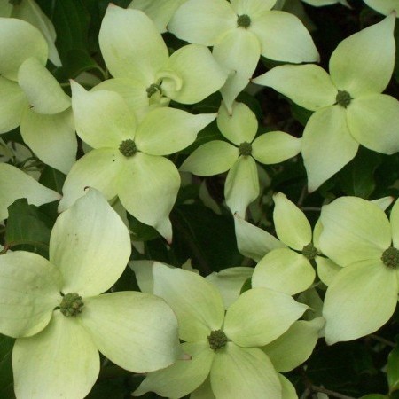 Cornus kousa ‘Milky Way’ meerstammig - Kornoelje