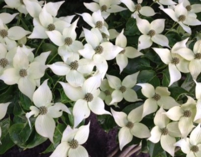 Cornus kousa var. chinensis