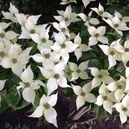 Cornus kousa var. chinensis - kornoelje